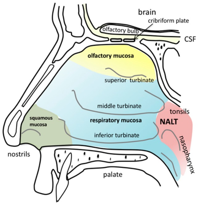 Nasal Cavity